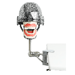 NEO OSCE / ADC Manikin Dental Phantom Head & Bench Table Mounting&With ADC Magnetic Jaws & Articulator&Without Mask