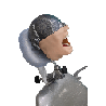 NEO OSCE / ADC Manikin Dental Phantom Head & Bench Table Mounting&With ADC Magnetic Jaws & Articulator&Without Mask