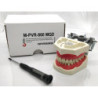 NEO OSCE / ADC Manikin Dental Phantom Head & Bench Table Mounting&With ADC Magnetic Jaws & Articulator&Without Mask