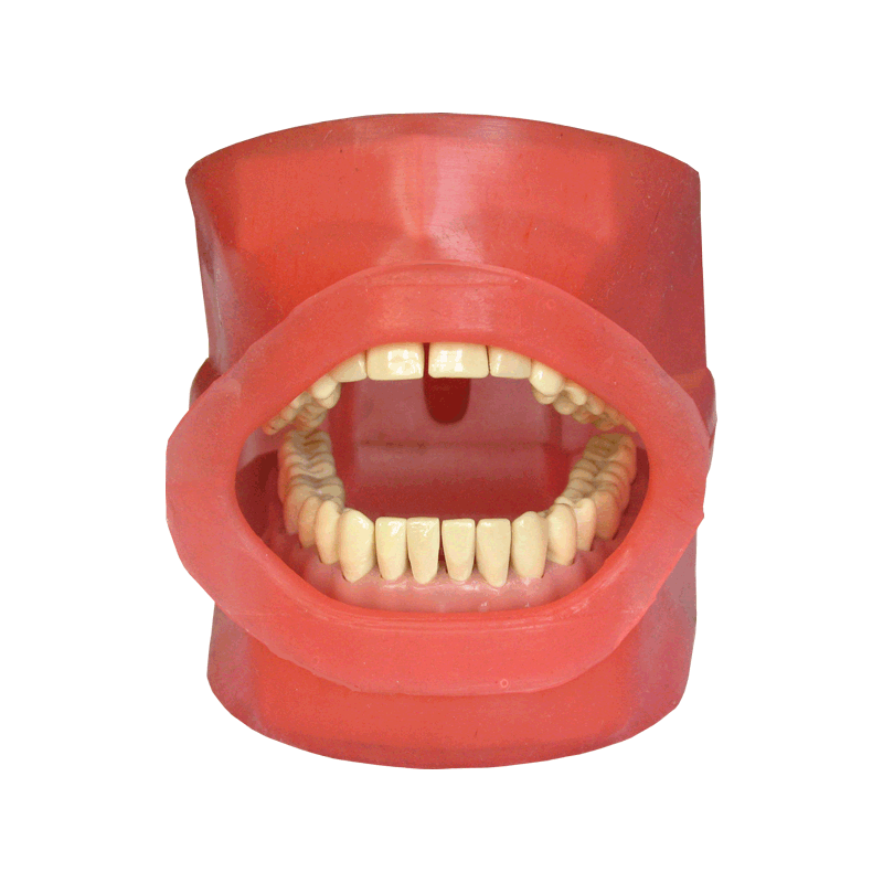 Oral Cavity Cover for Navadha ZX Jaw & Oral Cavity with Drainage Connector and Pipe
