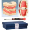 Frasaco AG-3 typodont Jaw Set