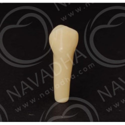 Frasaco AG-3 ZE Typodont Teeth & 14