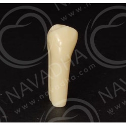 Frasaco AG-3 ZE Typodont Teeth & 15