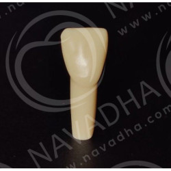Frasaco AG-3 ZE Typodont Teeth & 21