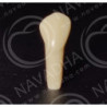 Frasaco AG-3 ZE Typodont Teeth & 23