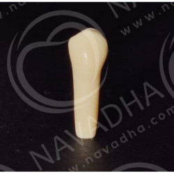 Frasaco AG-3 ZE Typodont Teeth & 25