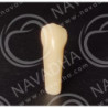 Frasaco AG-3 ZE Typodont Teeth & 34