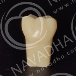 Frasaco AG-3 ZE Typodont Teeth & 36