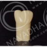 Frasaco AG-3 ZE Typodont Teeth & 37