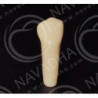 Frasaco AG-3 ZE Typodont Teeth & 44