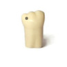 Frasaco AG-3 ZE Typodont Teeth & 47