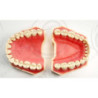 Navadha ORE Exam Dental Training Manikin