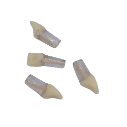 Replacement Teeth for Navadha Endo jaw & #46