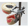 Articulator For Typodont Jaw