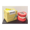 Kilgore 32-Tooth Hard Tissue Dental Typodont Model