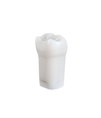 NDEB teeth & 47