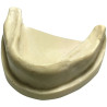 Mandible for Implant Training with Gingiva