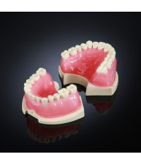 Endodontic Training Typodont Jaw