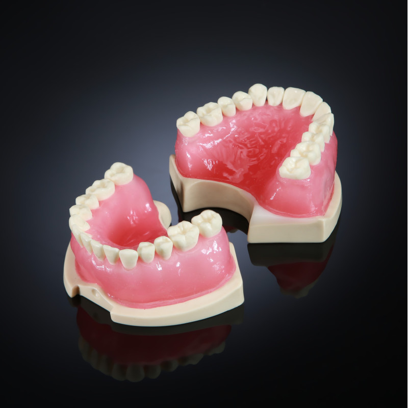 Endodontic Training Typodont Jaw