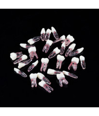 Endodontic Training Typodont Jaw