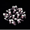 Endodontic Training Typodont Jaw