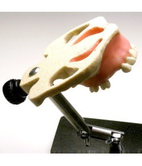 Sinus Lift model with Jaw bone