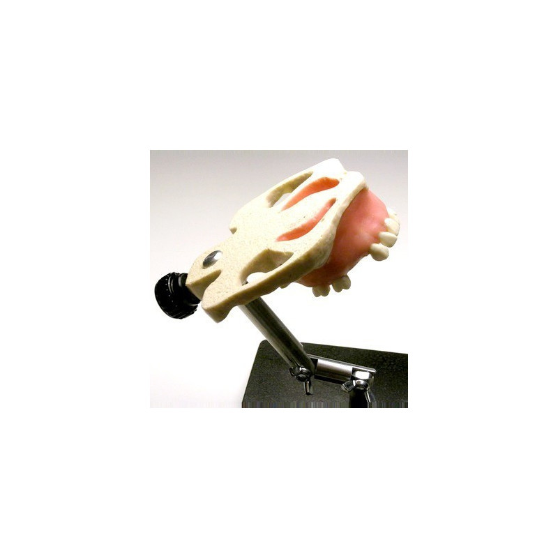 Sinus Lift model with Jaw bone