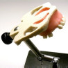 Sinus Lift model with Jaw bone