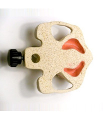 Sinus Lift model with Jaw bone