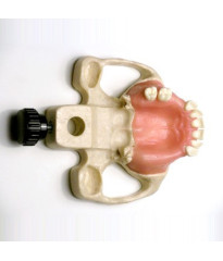 Sinus Lift model with Jaw bone