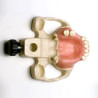 Sinus Lift model with Jaw bone