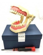 Manikin Jaws and Teeth