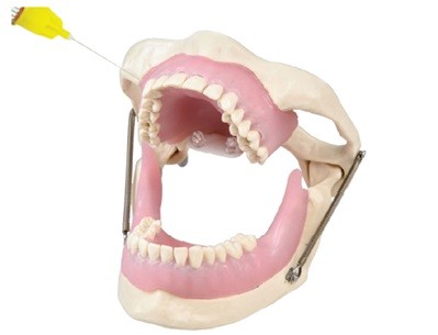 Dental Anesthesia Practice Jaw