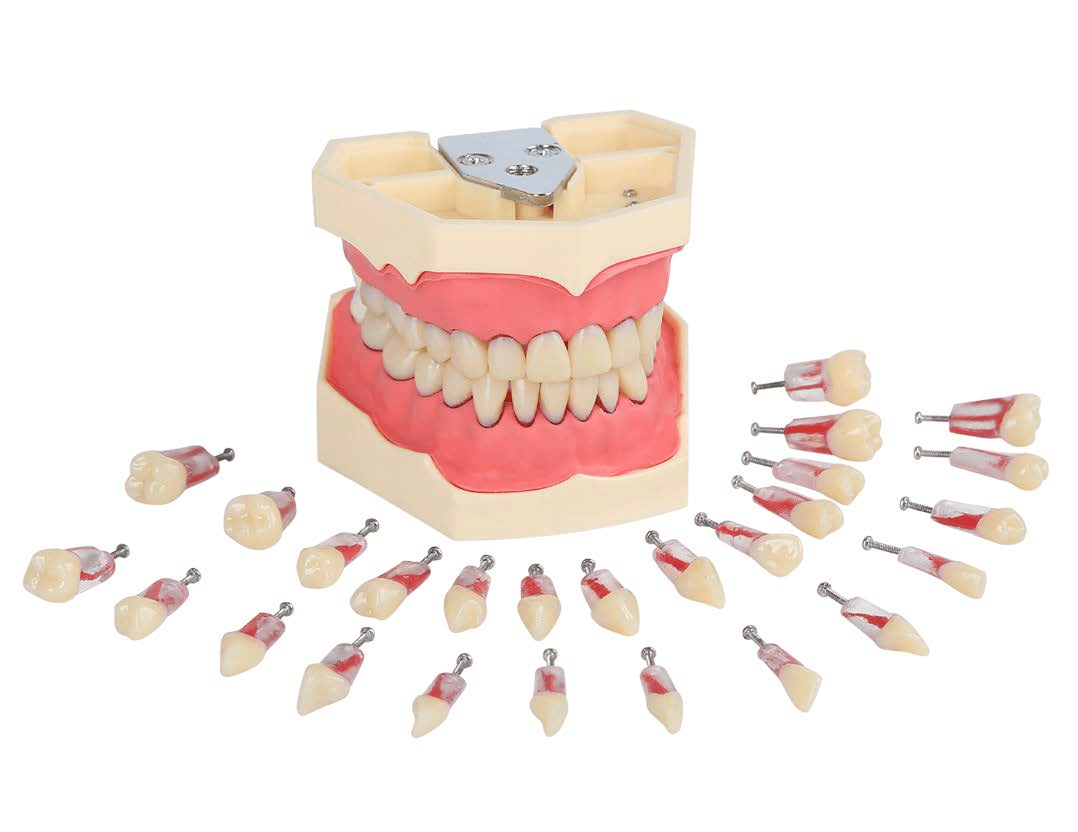 Navadha Endo Typodont Jaw Set