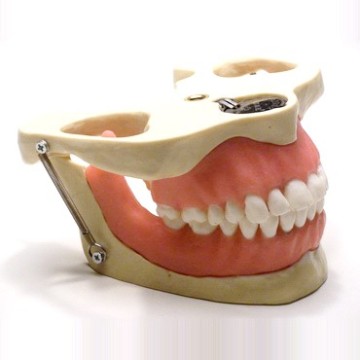 Dental Anesthesia Practice Jaw