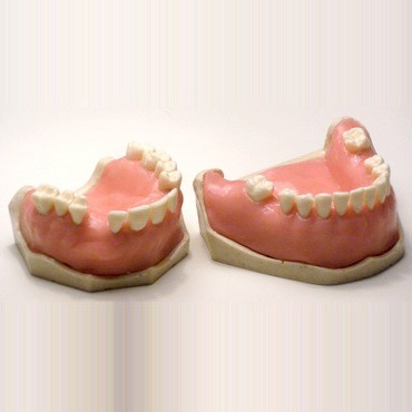 Dental Typodont Jaw / Model for Surgery Practice