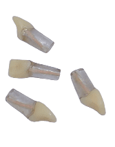Replacement Teeth for Navadha Endo Jaw