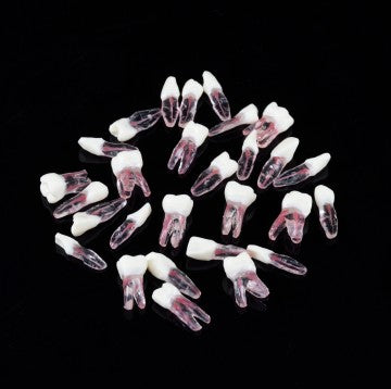 Endodontic Training Typodont Jaw