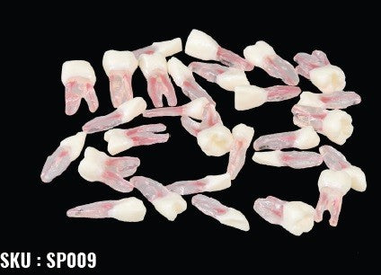 Endodontic Jaw Replacement Teeth Set