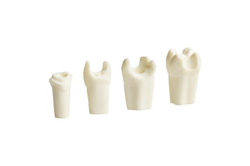 Prosthetic Dental Model with Prepared Teeth (Upper)