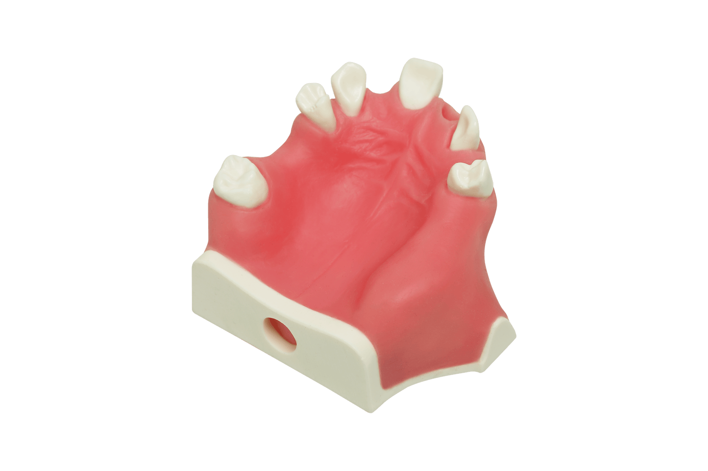 Model for Immediate Implant Placement