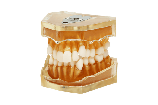 Dental Model for Teeth Extraction