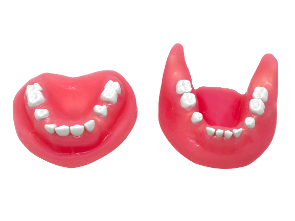Impacted Tooth Extraction Surgery Dental Jaw Model
