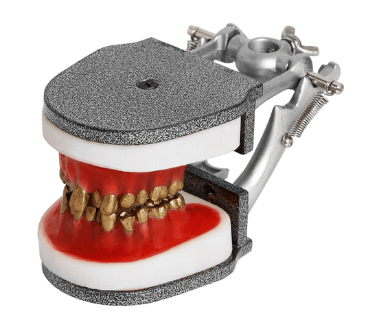 IDRR Orthodontic Training Jaw Model