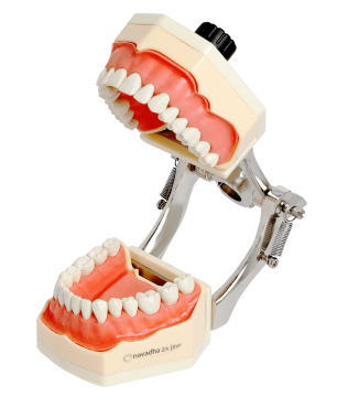 Navadha ZX Typodont Jaw