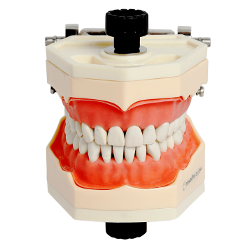 Navadha ZX Typodont Jaw