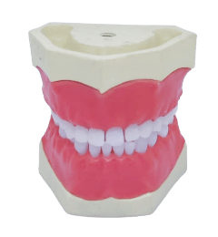 Paediatric Mixed Dentition Typodont Practice Jaw Set