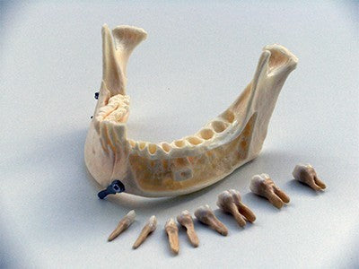 Dental Anatomical Mandible with Extractable Teeth