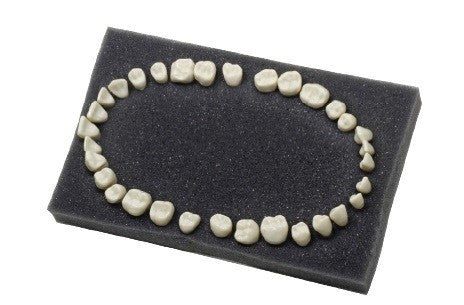 Navadha ZX Dental Typodont Teeth Set