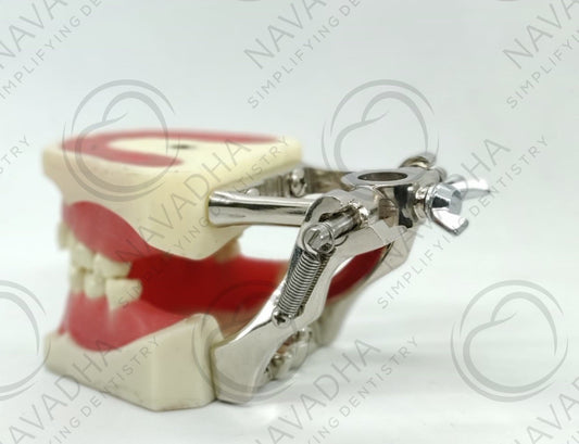 Orthodontic Typodont with Ivorine Teeth